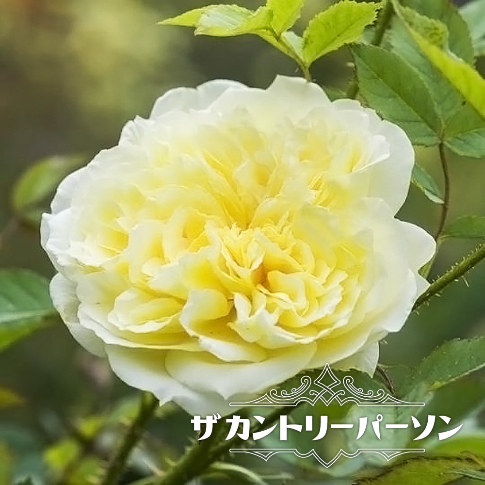 バラ ザカントリーパーソン 2