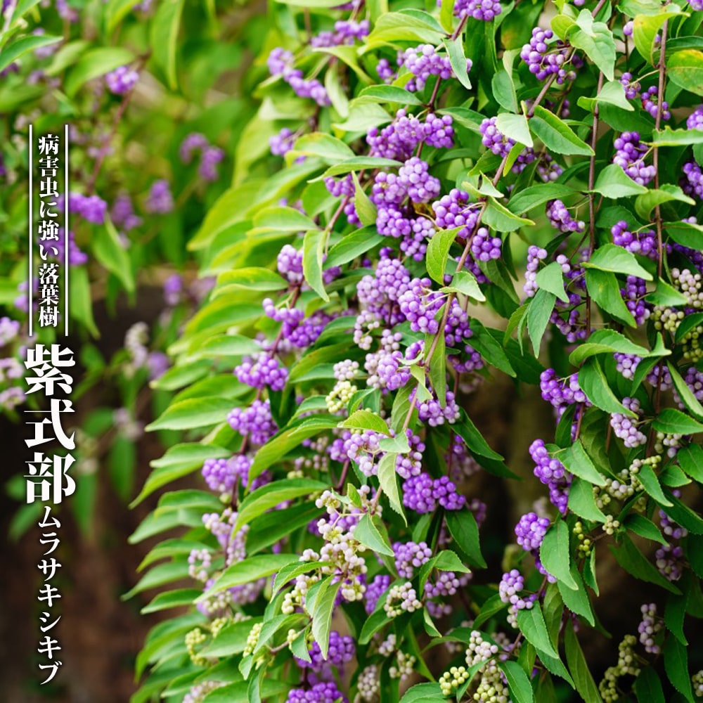 ムラサキシキブ コムラサキ 苗 販売 苗木部 By 花ひろばオンライン