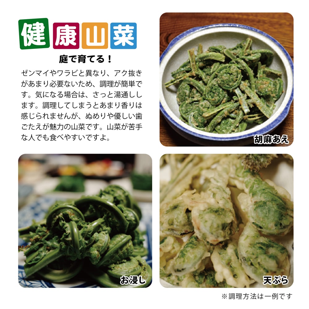 コゴミ 苗 通販 苗木部 By 花ひろばオンライン