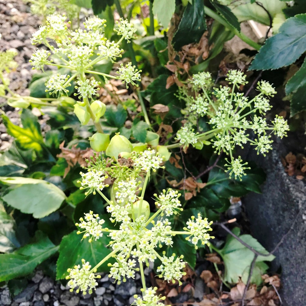 あしたば あしたば 2