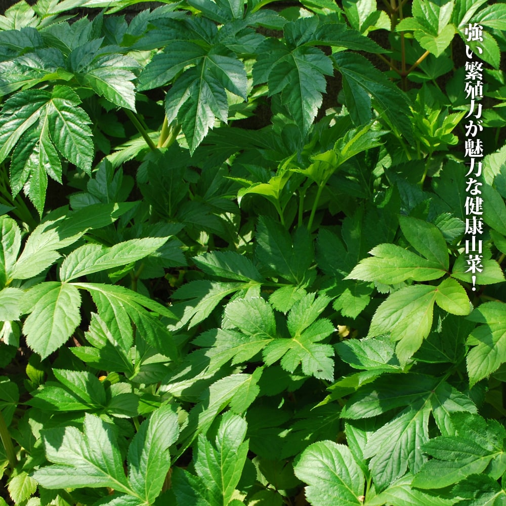 あしたば あしたば 1