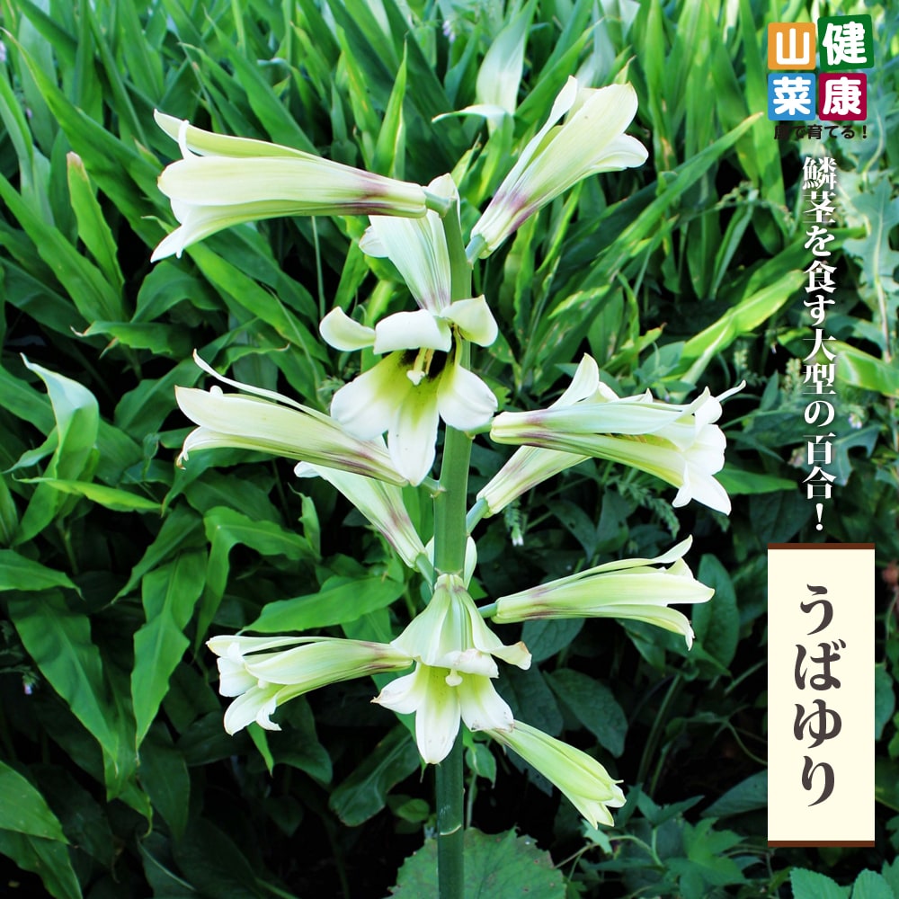 うばゆり 苗 販売 苗木部 By 花ひろばオンライン
