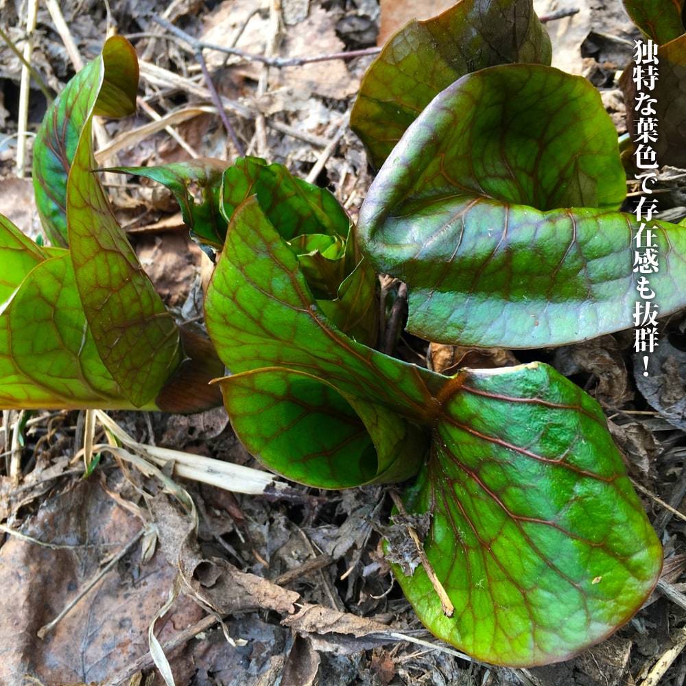 うばゆり うばゆり 1