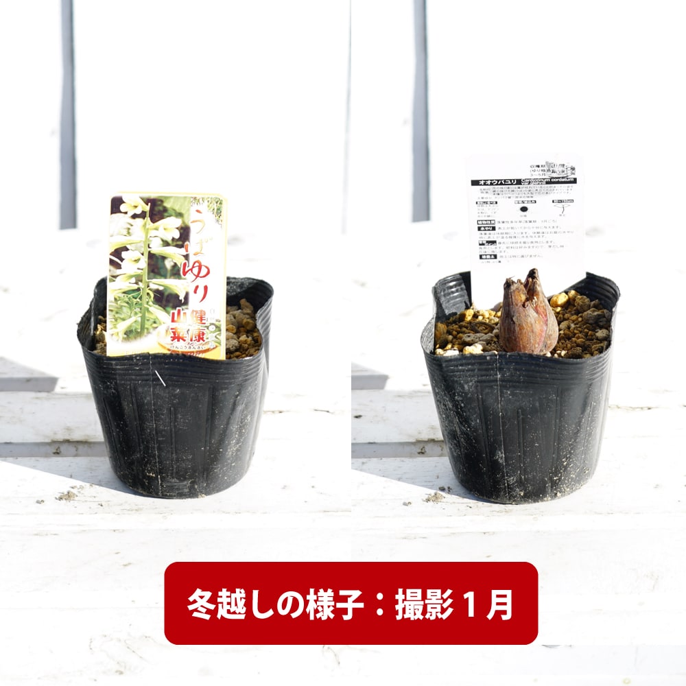 うばゆり 苗 販売 苗木部 By 花ひろばオンライン