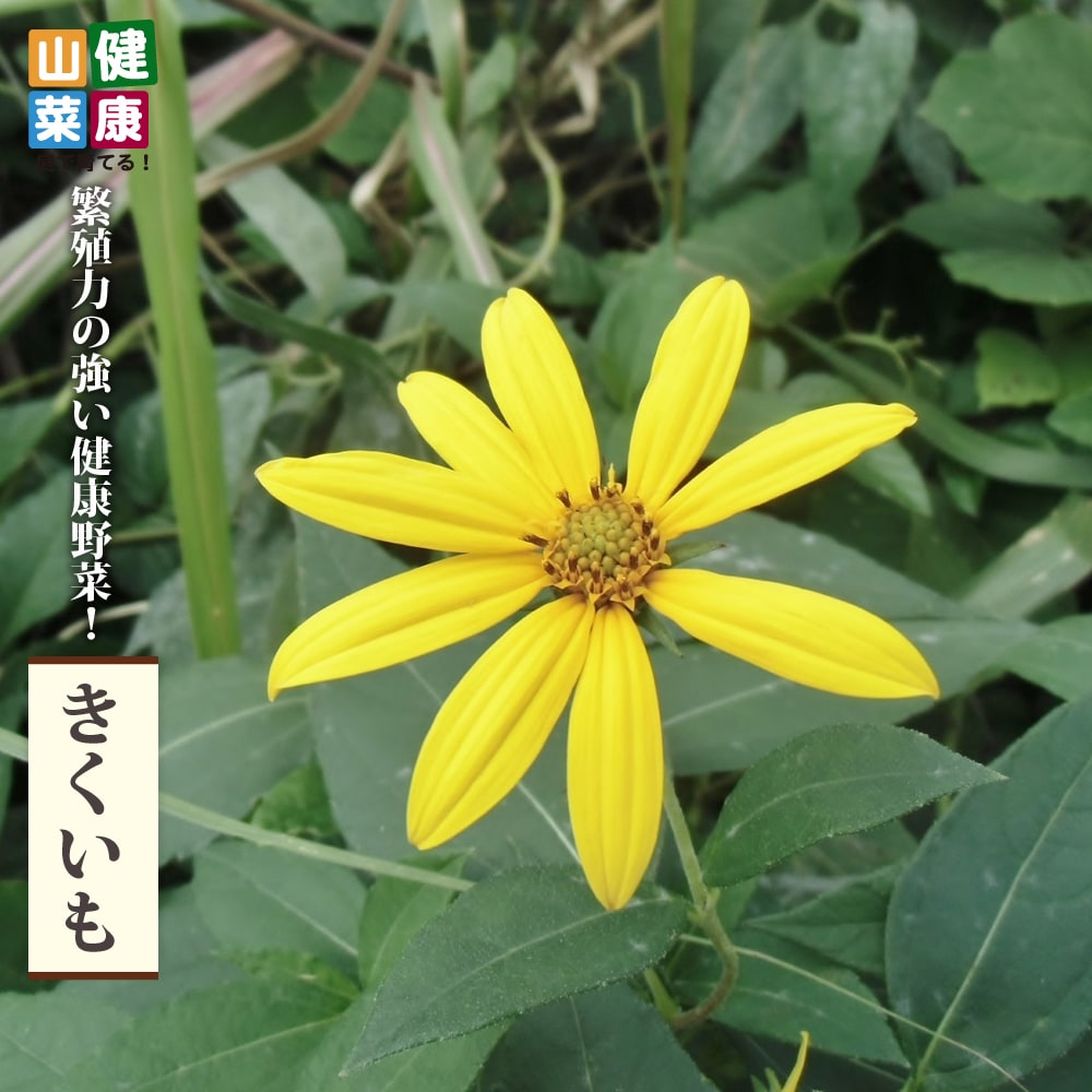 きくいも きくいも 2