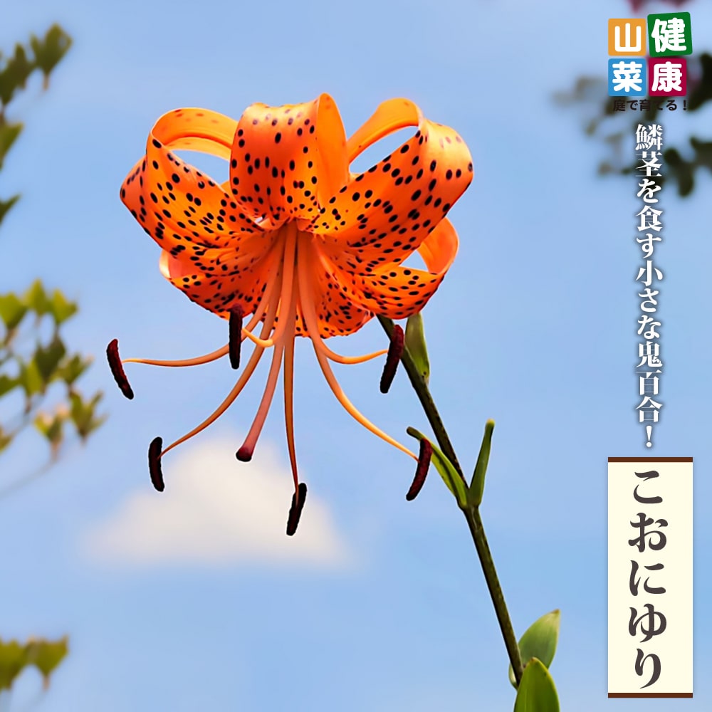 こおにゆり こおにゆり 