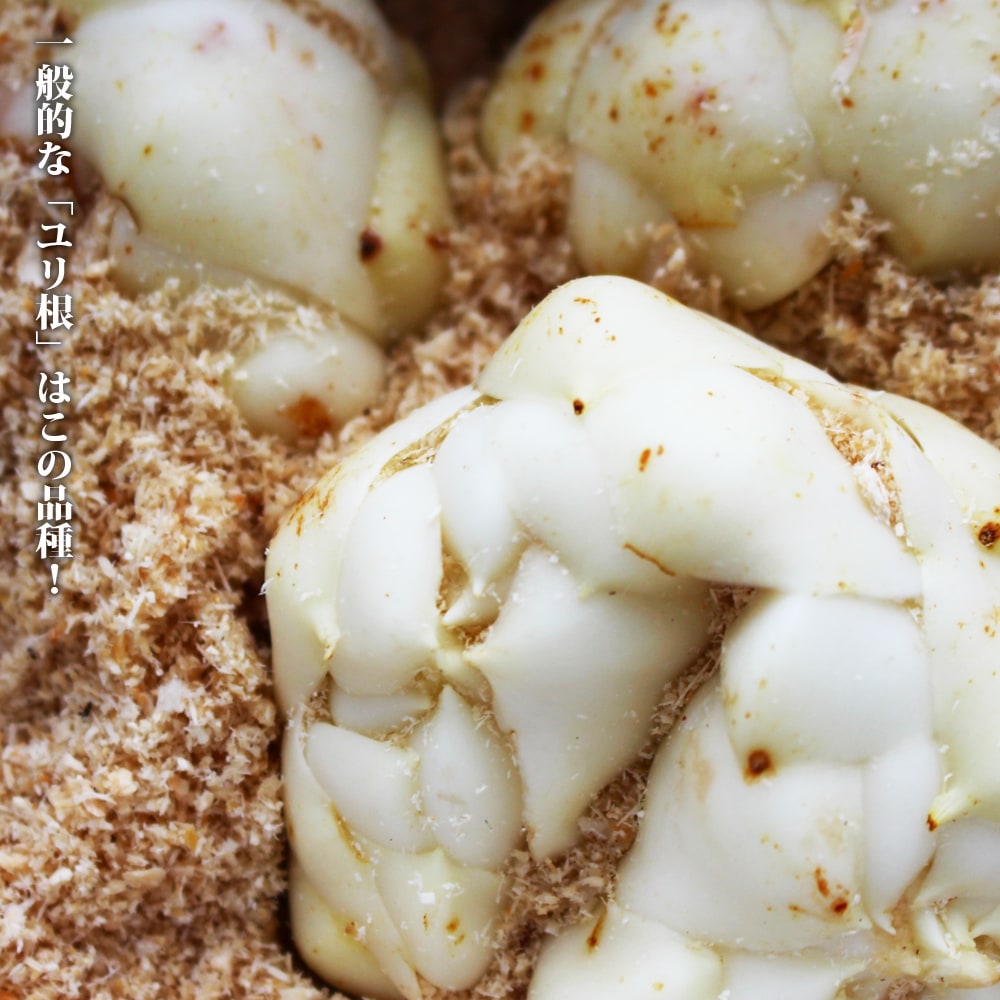 こおにゆり こおにゆり 1