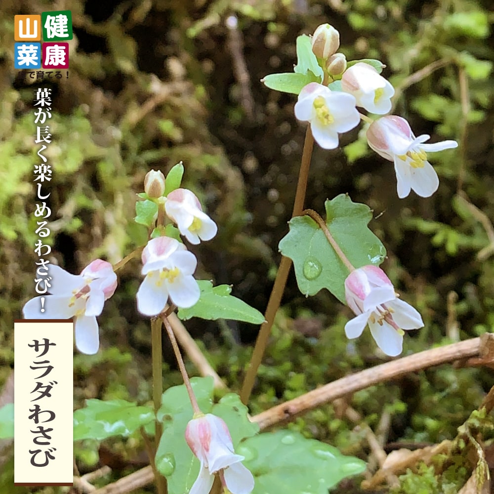 サラダわさび サラダわさび 苗 販売 苗木部 By 花ひろばオンライン