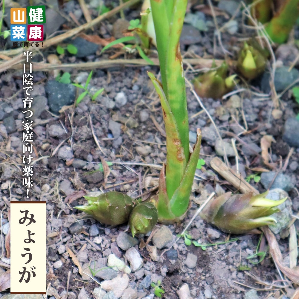 ミョウガ 苗 販売 苗木部 By 花ひろばオンライン