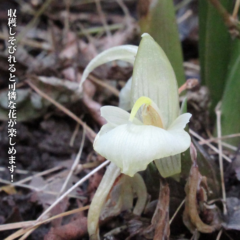 みょうが みょうが 2