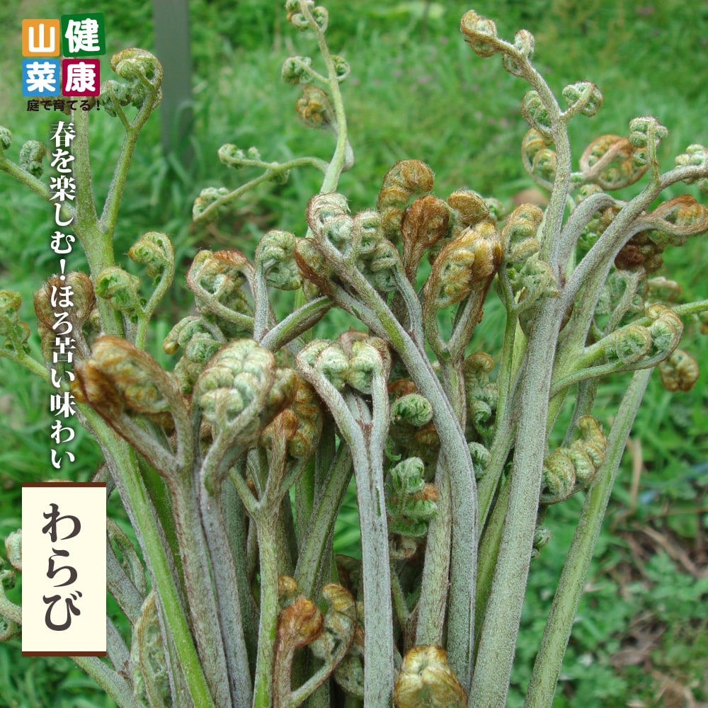 わらび 苗 販売 苗木部 By 花ひろばオンライン