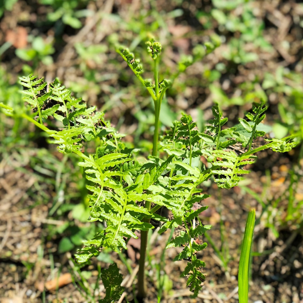 わらび 苗 販売 苗木部 By 花ひろばオンライン