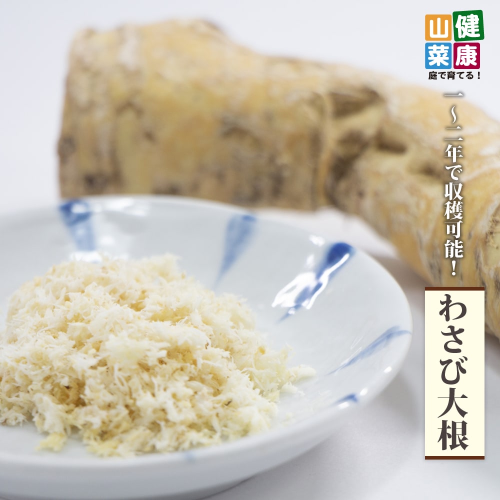 ホースラディッシュ ホースラディッシュ 2