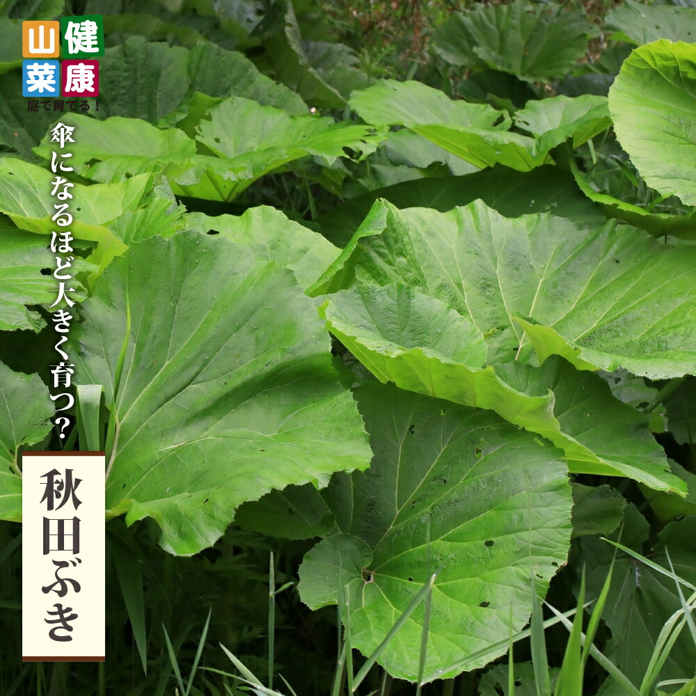 秋田ぶき 秋田ぶき 