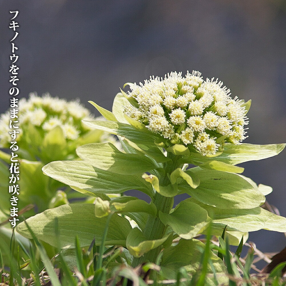 秋田ぶき 秋田ぶき 1