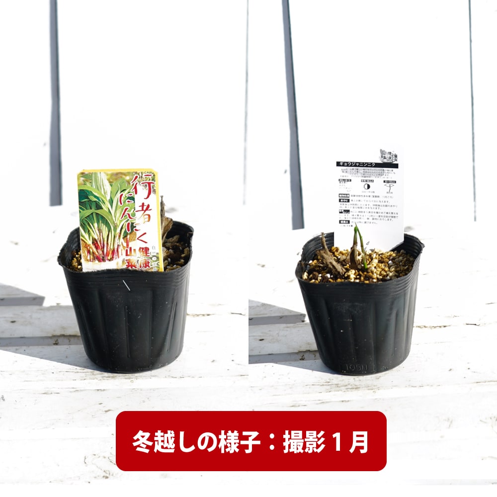 行者にんにく 苗 販売 苗木部 By 花ひろばオンライン