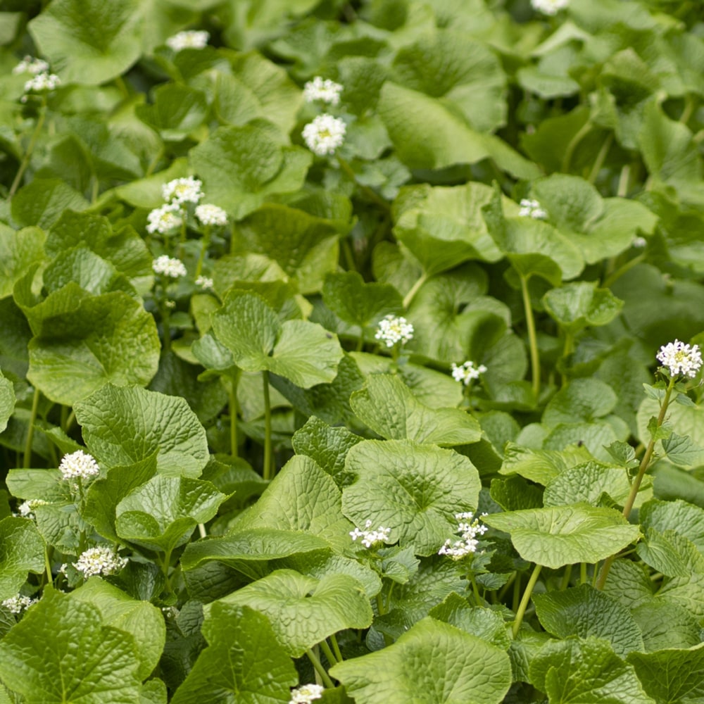 畑わさび 畑わさび 1