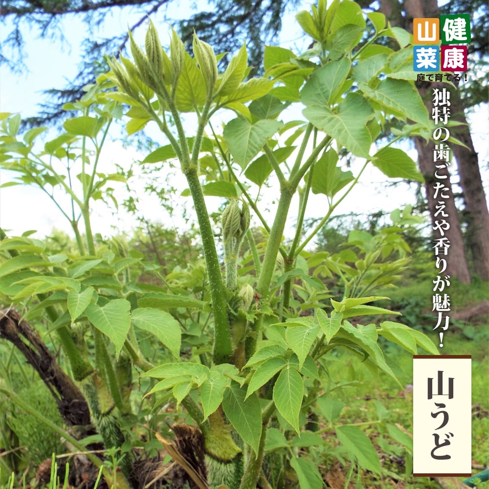 ウド 山うど 