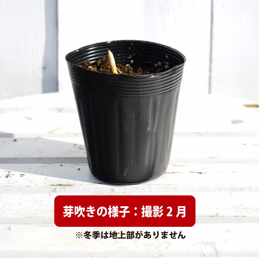 シオデ（山のアスパラ） 苗 販売 苗木部 By 花ひろばオンライン