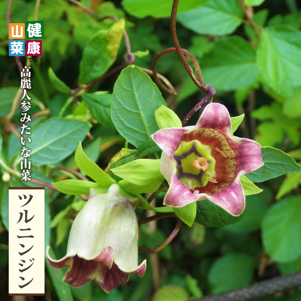 ツルニンジン ツルニンジン 1