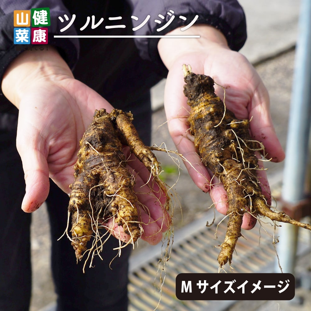 ツルニンジン ツルニンジン 