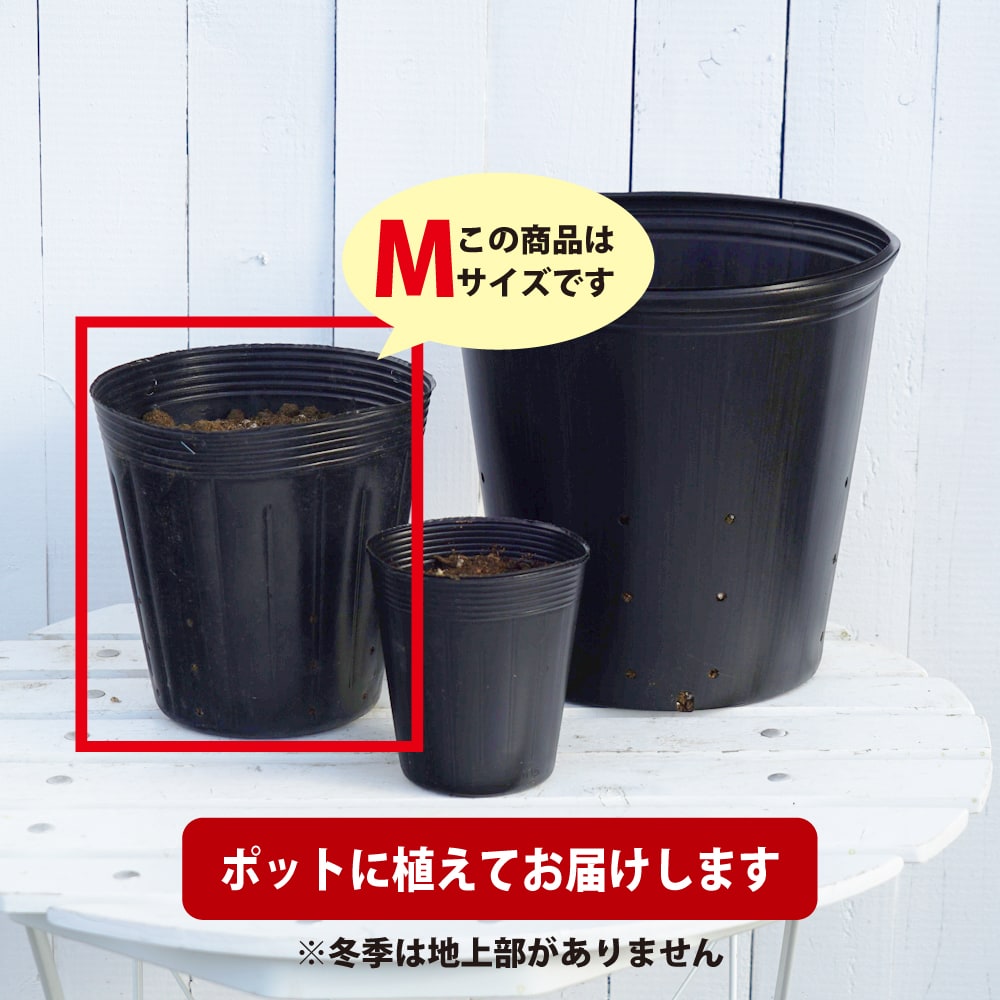 らん、さん、専用ツルニンジン8キロ、7年物 ツルニンジン 苗 通販 苗木部 By 花ひろばオンライン