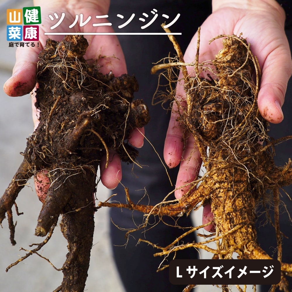ツルニンジン ツルニンジン ツルニンジン の特徴と育て方 kaju_sansai026o-03 | 苗木