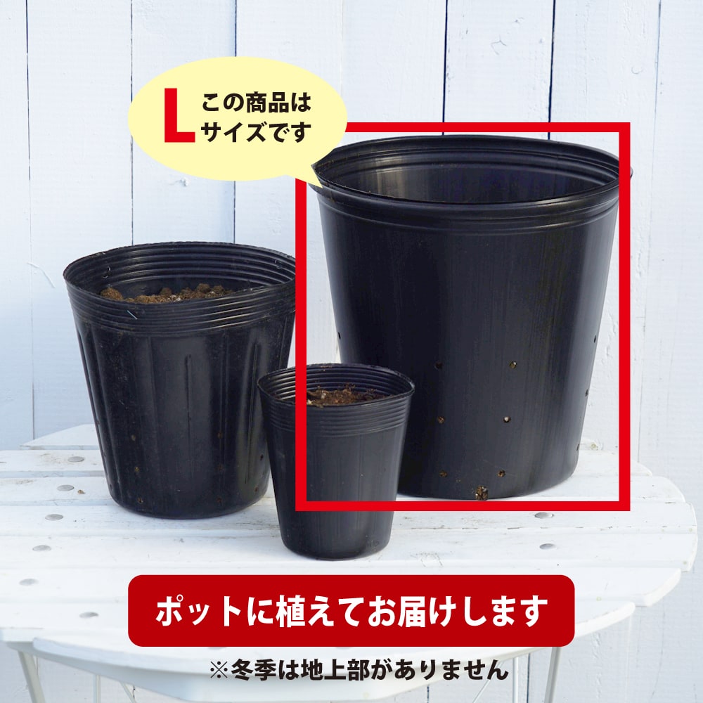 ツルニンジン 苗 販売 苗木部 By 花ひろばオンライン