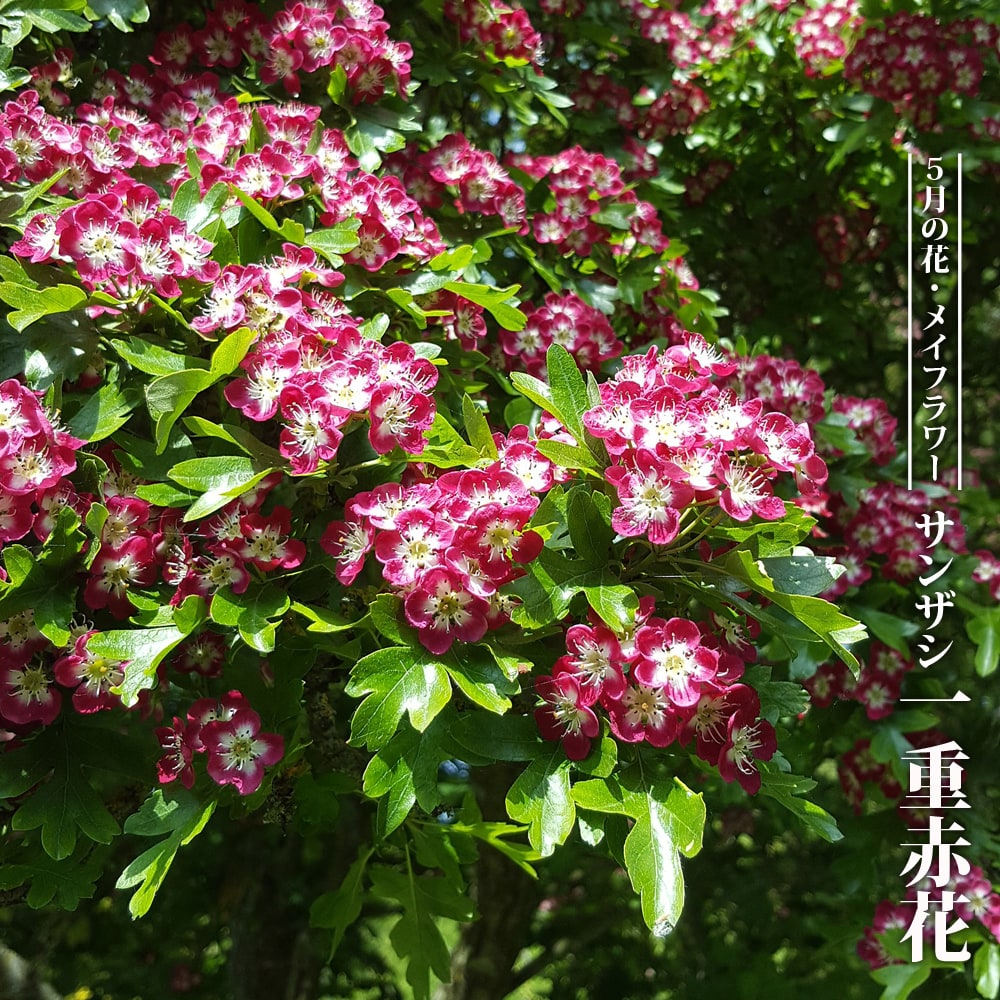 サンザシ 紅花山査子（一重咲） 