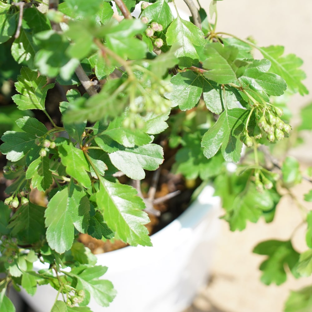 サンザシ 紅花山査子（一重咲） 3