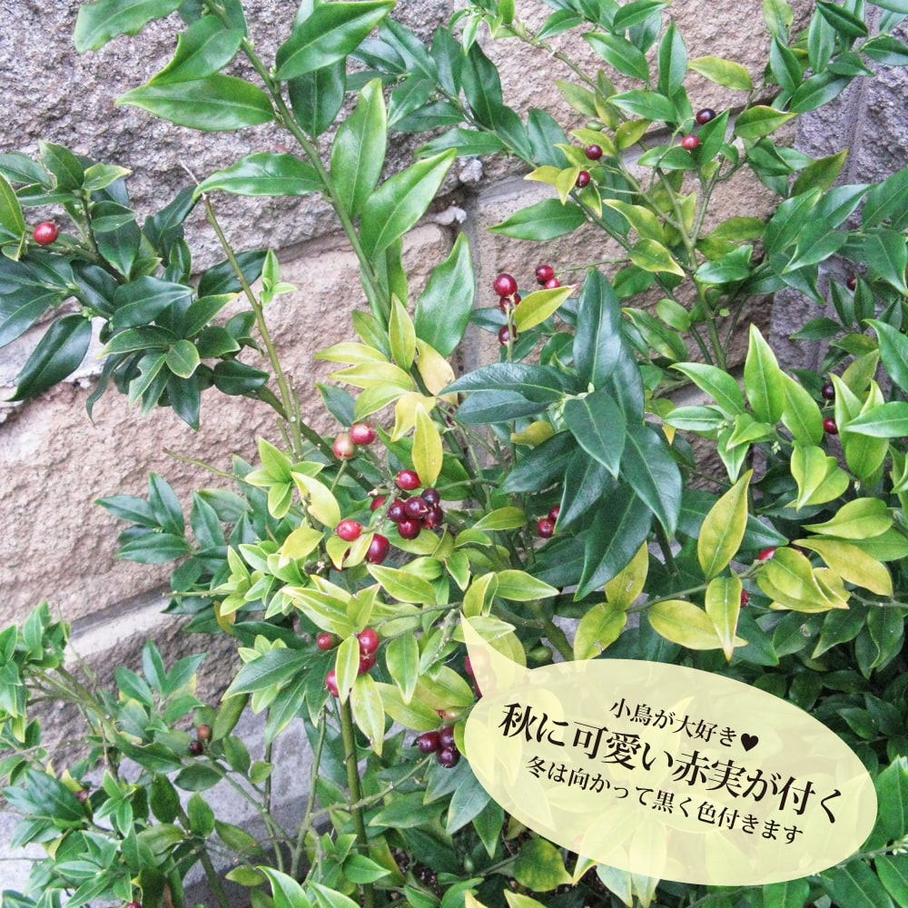 サルココッカ ウィンタージェム 2