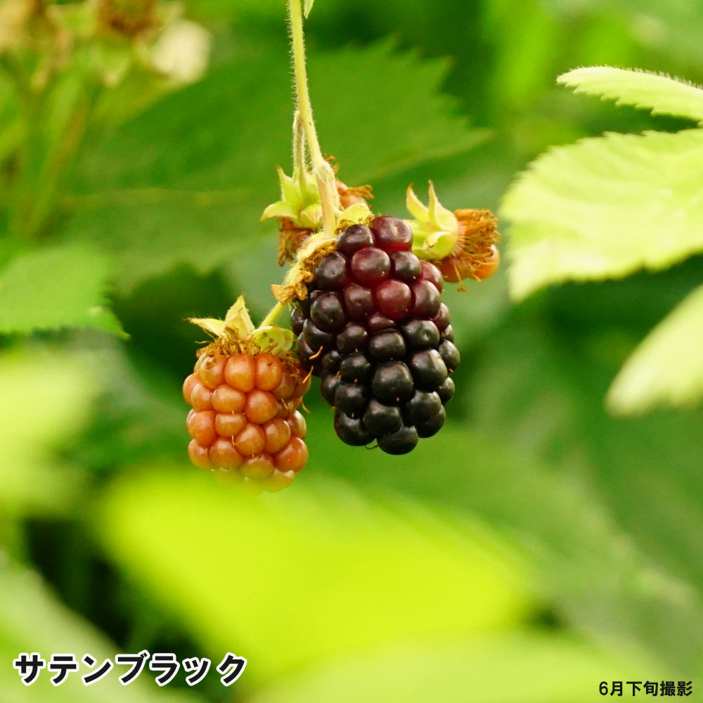 ブラックベリー サテンブラック 3