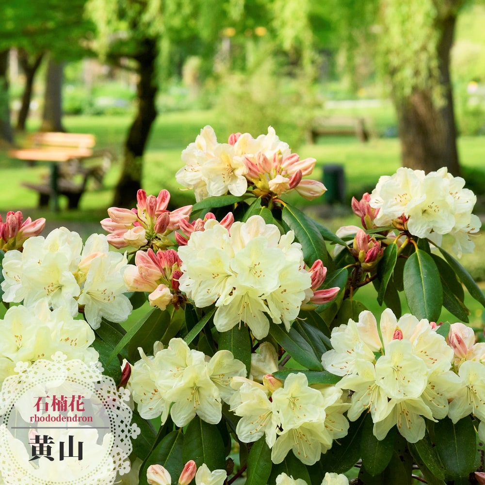 シャクナゲ 黄山 