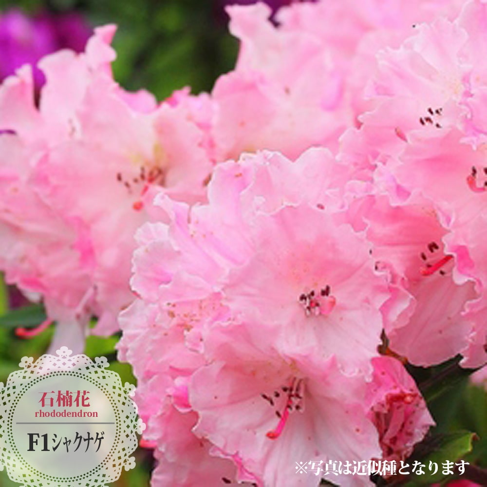 シャクナゲ F1シャクナゲ 