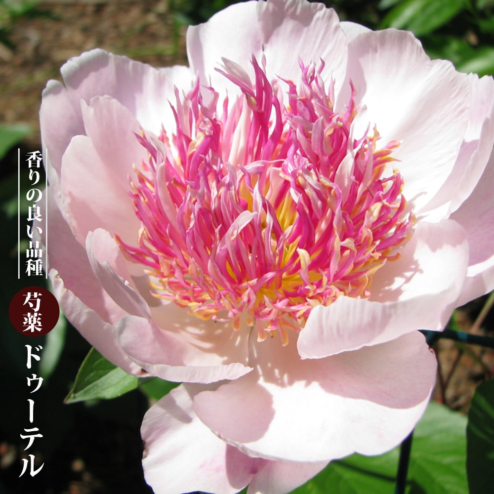 芍薬 ドゥーテル 