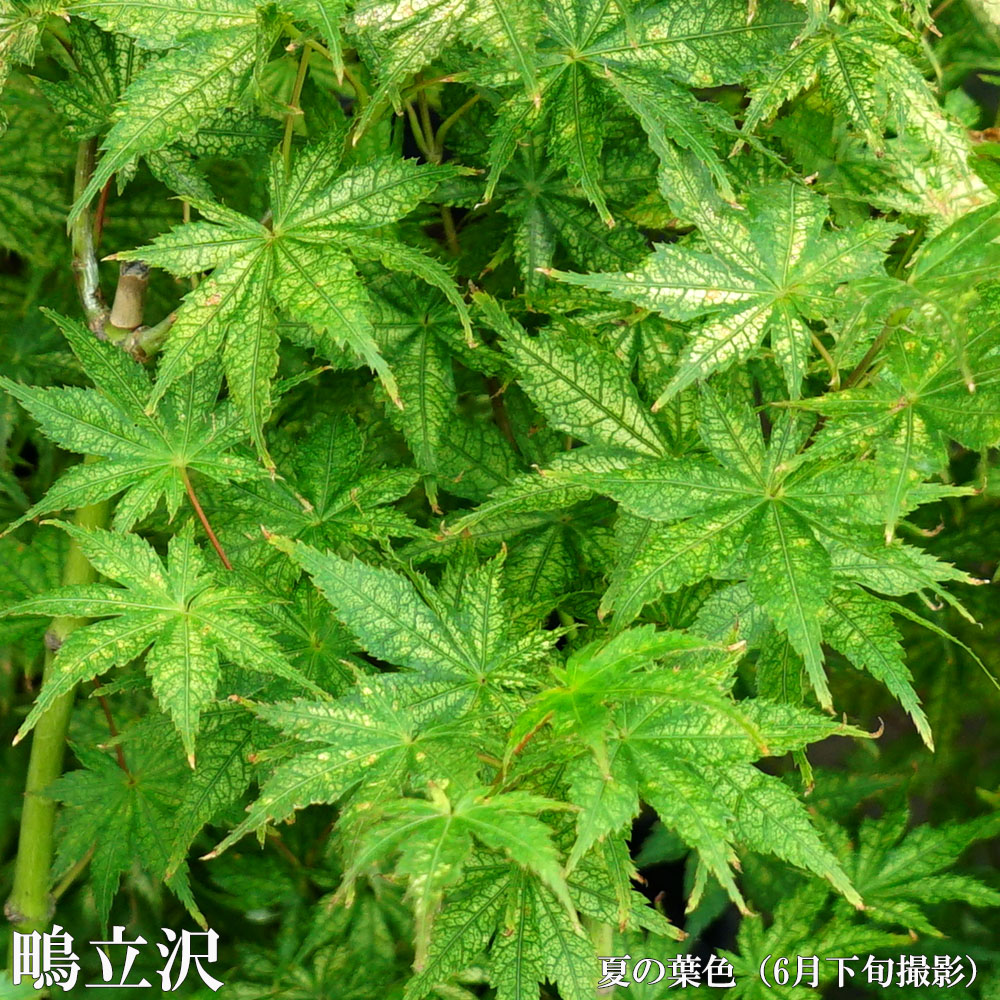 カエデ・もみじ ヤマモミジ系 鴫立沢の通販 苗木部 By 花ひろばオンライン