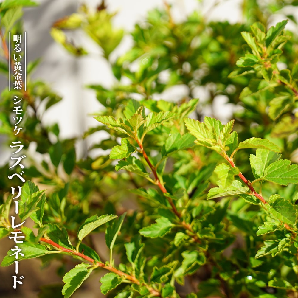 シモツケ ラズベリーレモネード 