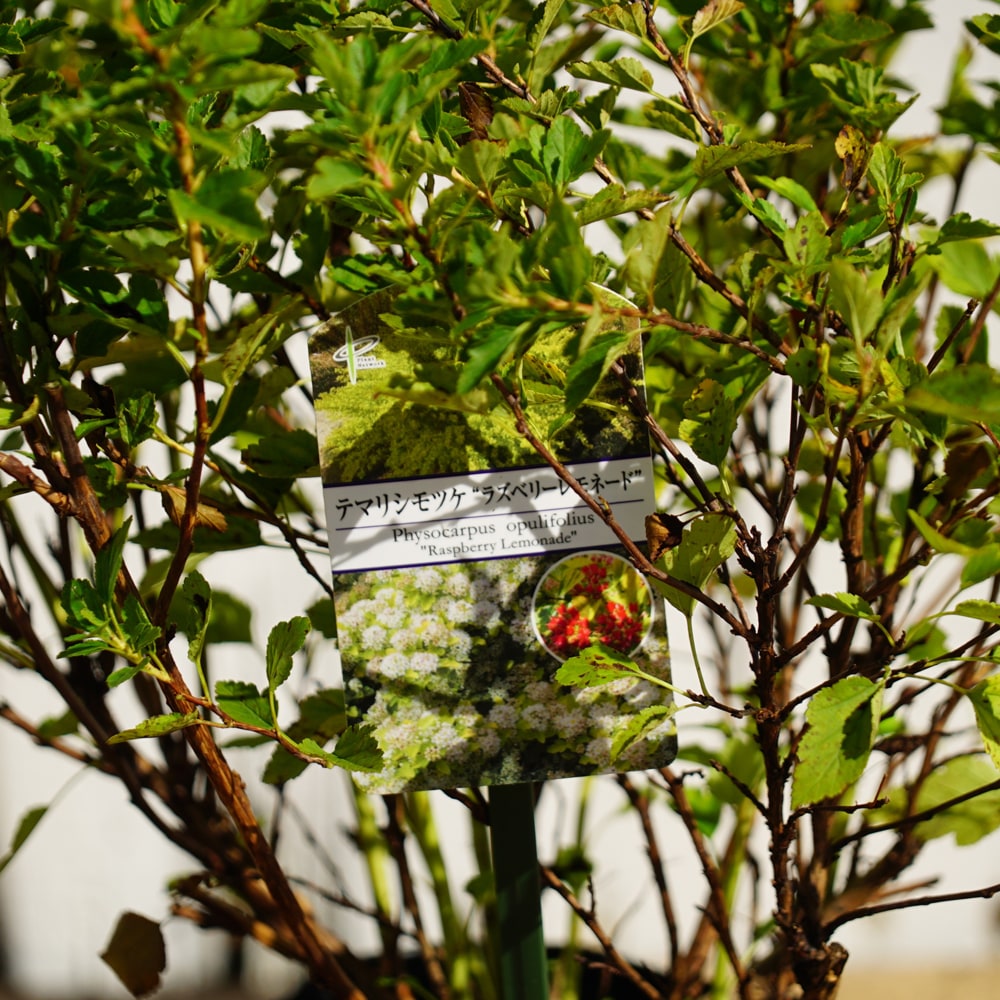 シモツケ ラズベリーレモネード 1