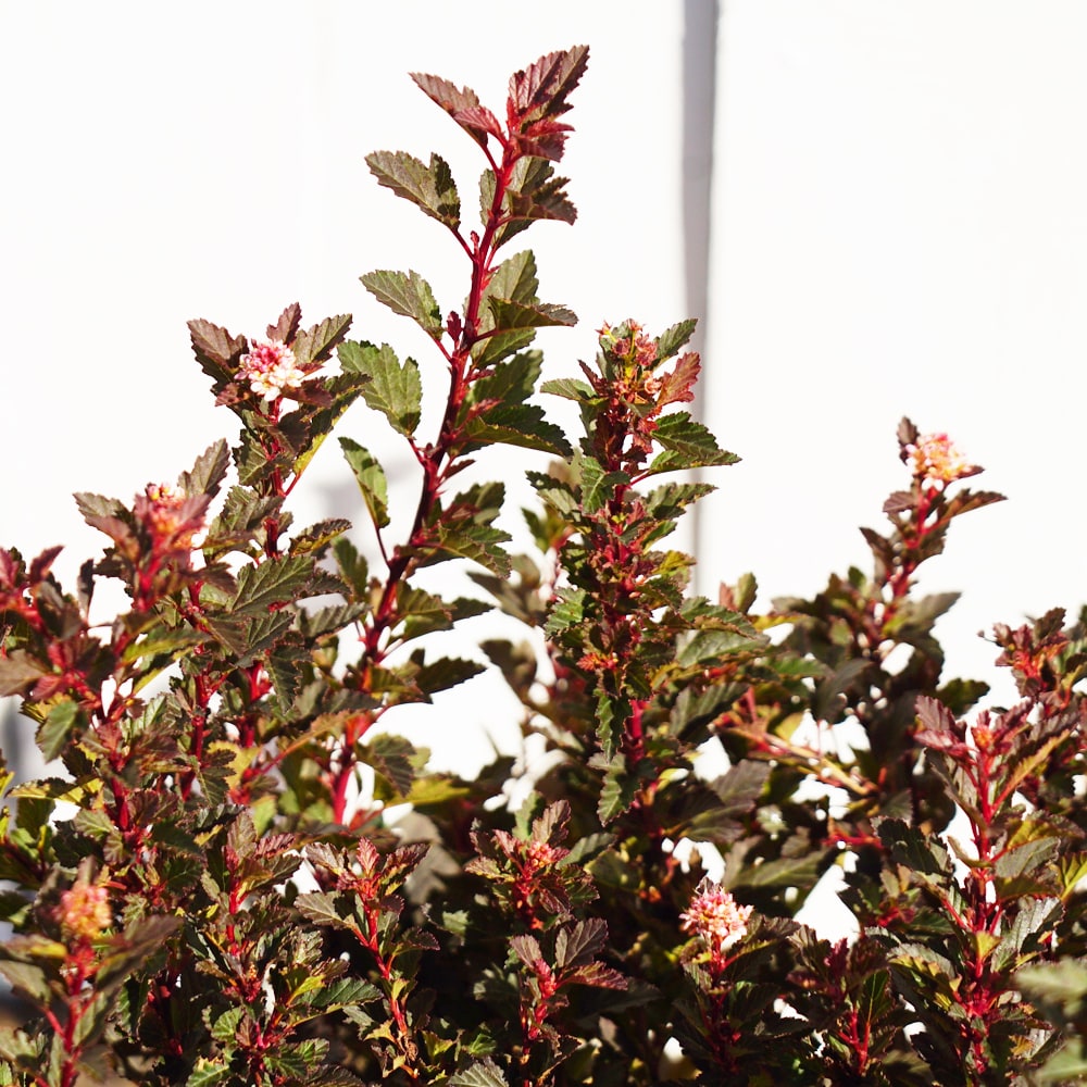 シモツケ スウィートチェリーティー 1