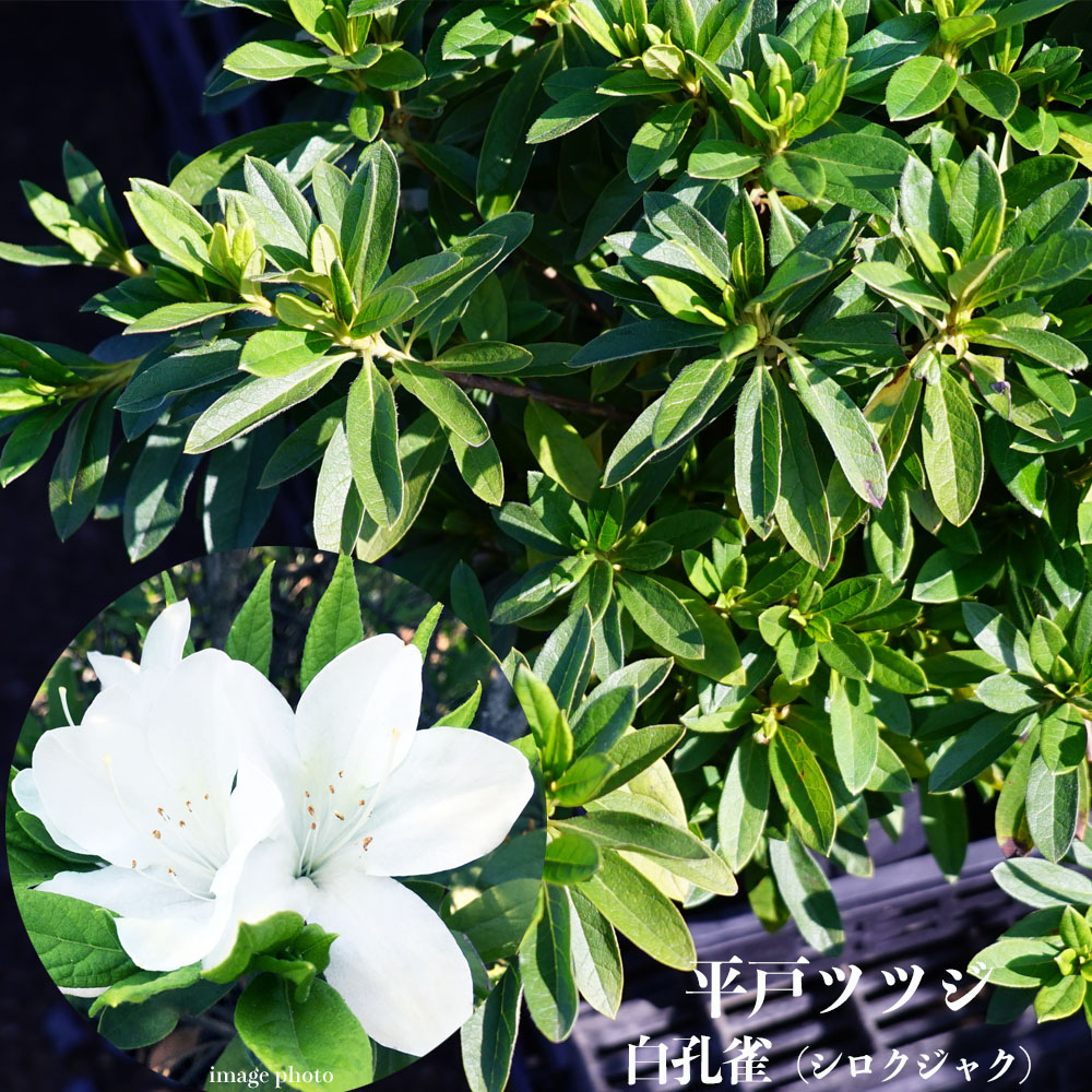 ツツジ 白孔雀 