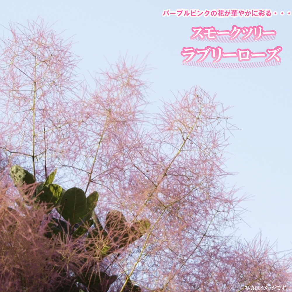 スモークツリー ラブリーローズ  