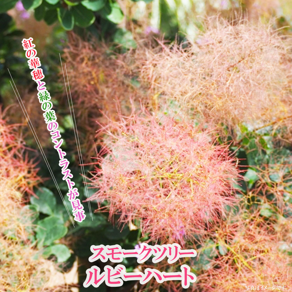 スモークツリー ルビーハート 