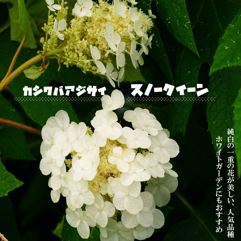 カシワバアジサイ　スノークイーン