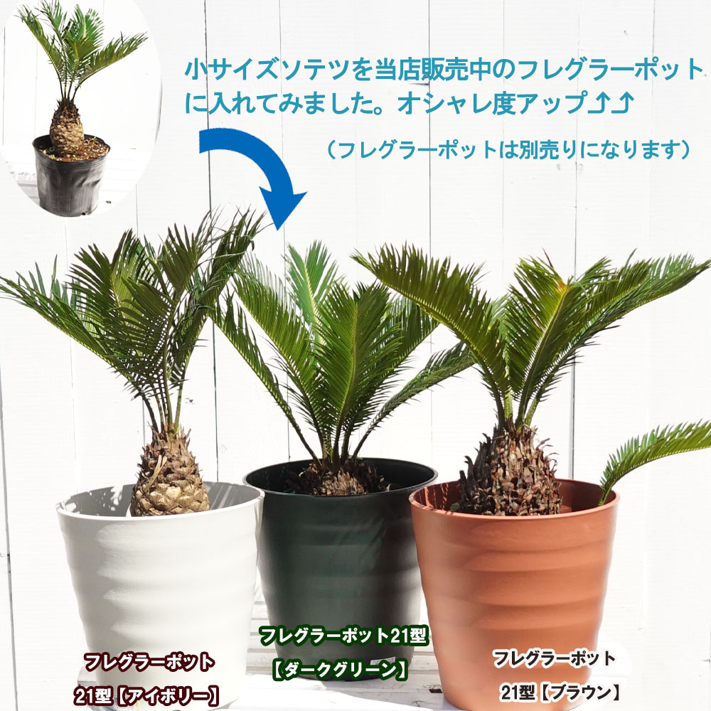 ソテツ 苗 植え方 苗木部 By 花ひろばオンライン