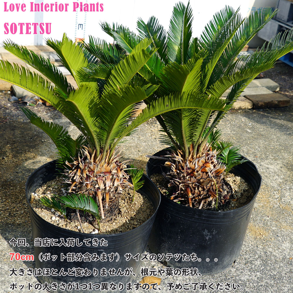 ソテツ 苗 通販 苗木部 By 花ひろばオンライン