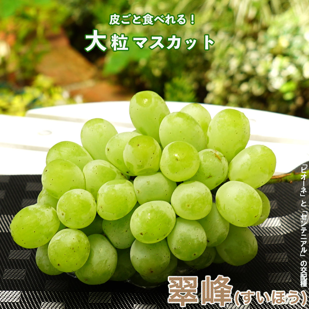 ブドウ 欧米雑種4倍体 翠峰 苗 販売 苗木部 By 花ひろばオンライン