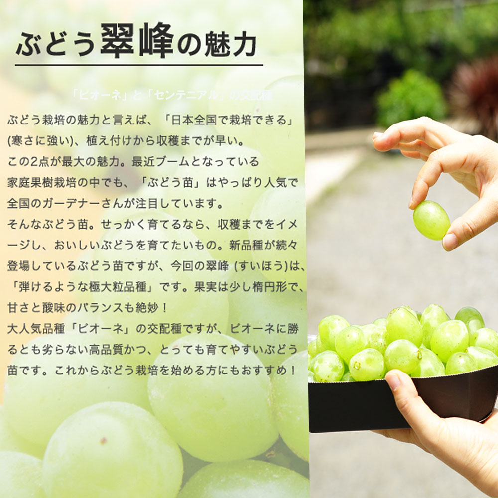 ブドウ 翠峰  1