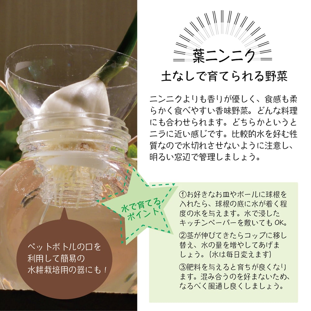 葉にんにく　水耕栽培