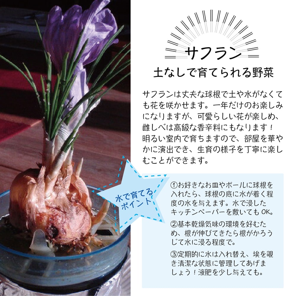 サフラン　水耕栽培