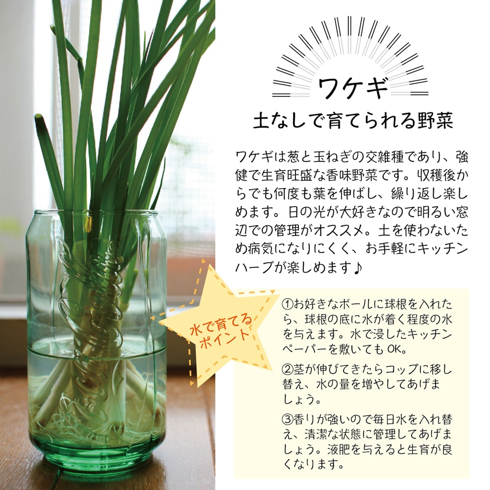 わけぎ　水耕栽培